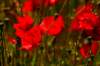 dsc_2372_small.jpg
