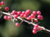 dscn6265_small.jpg