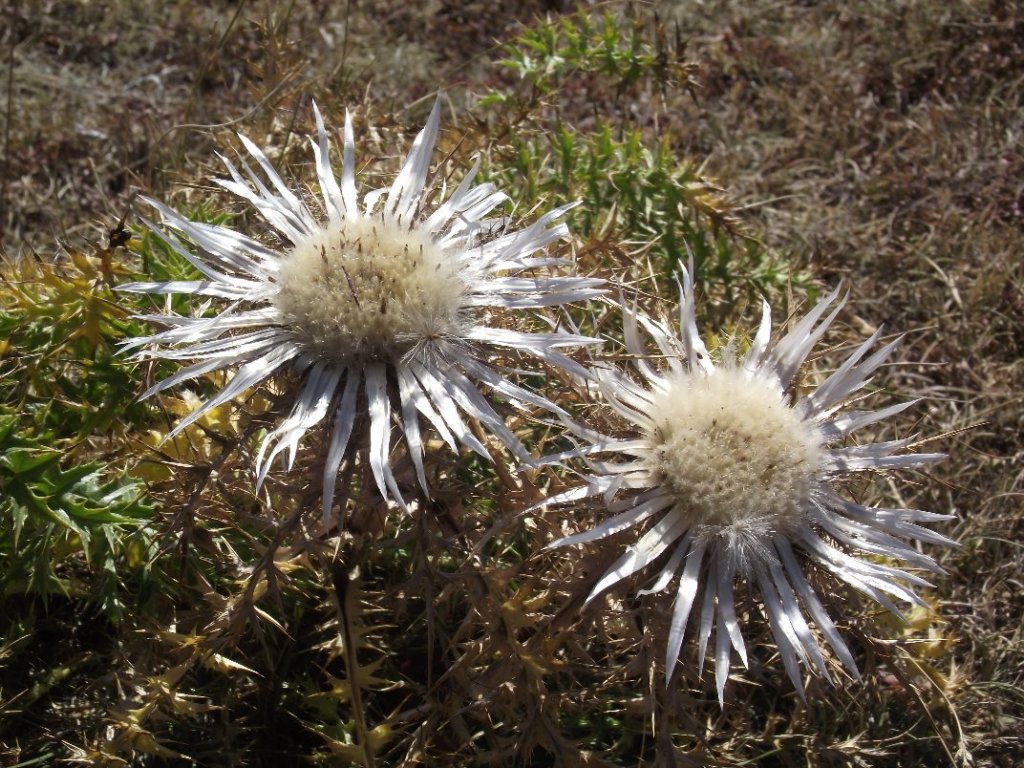 dscf2122.jpg