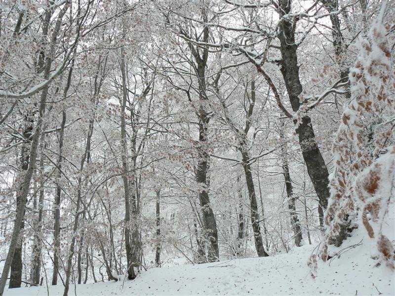 monte_pozzoni_29.jpg